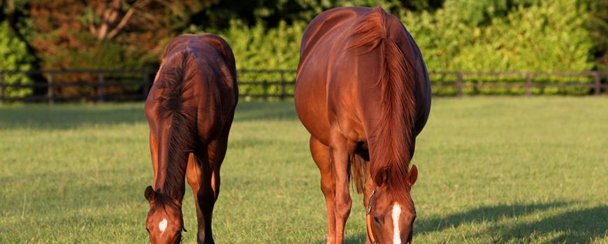 Rathbarry Stud Fermoy