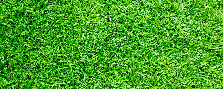 Artificial Grass