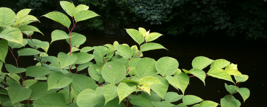 Invasive Weed Management